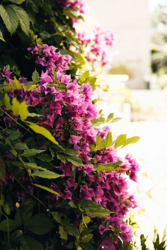 A vertical shot of pink Bougainvillea flowers with green leaves outdoors on a sunny day