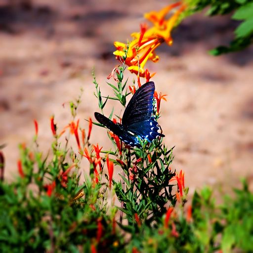 A closeup shot of a beautiful blue butterfly on a plant