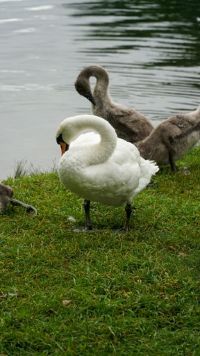 A closeup vertical shot of a swan family standing on the green grass near the pond