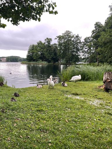 A vertical shot of a beautiful swan family standing on the green grass near the pond