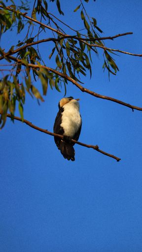 A vertical shot of a Hornbill perched on a tree