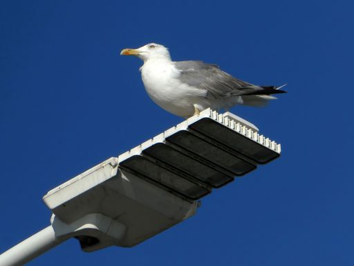 A white seagull standing on a street lamp, blue sky background