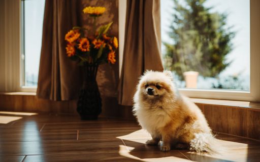 A closeup of an adorable Pomeranian dog standing indoors under sunlight coming from the window