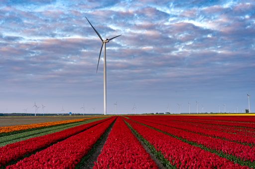 A large wind turbine with a red tulip field in the foreground