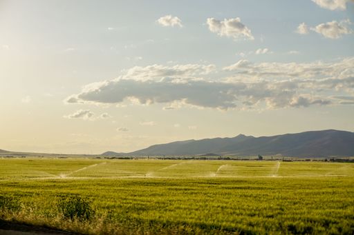 A scenic green wheat ear field captured on a bright sunny day with a fluffy cloudscape in the sky