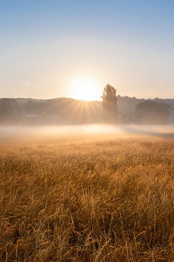 A vertical of a fog over the Elbe river valley at sunrise in Dresden, Germany.