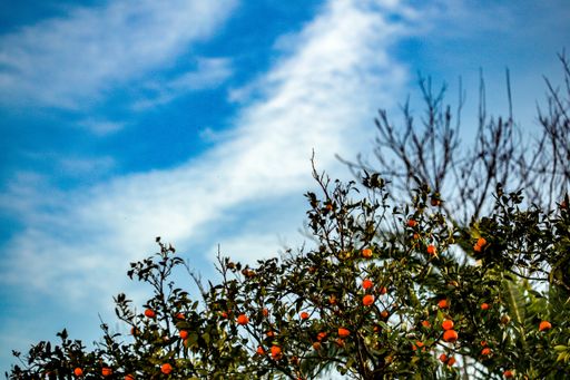 A low angle view of a green tree branches with orange tangerines growing in it with a background of a blue sky