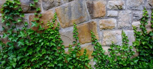brick wall overgrown by ivy