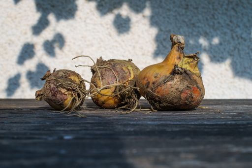 A closeup shot of newly harvest onions