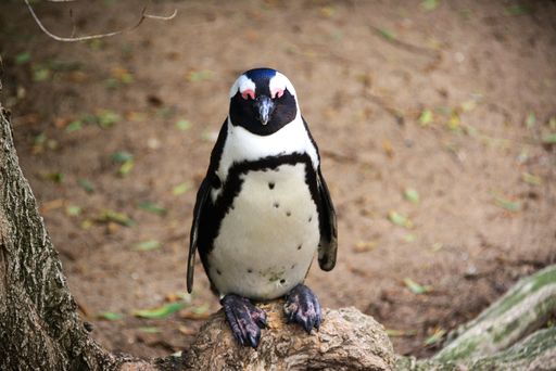 An African penguin (Spheniscus demersus) standing on a tree trunk on blurred background