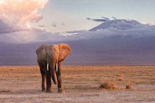A beautiful shot of an African elephant walking in savanna at sunset