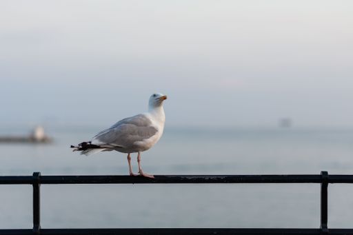 A close-up shot of a Seagull on railing looking to the side, Plymouth Harbor, UK