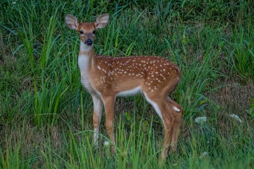 A closeup shot of a standing white-tailed deer surrounded by green leaves