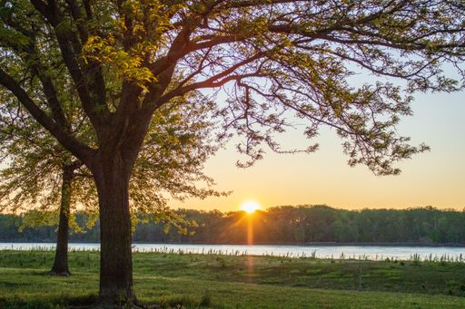 An idyllic scene of two trees standing in a field of golden-brown grass at sunset