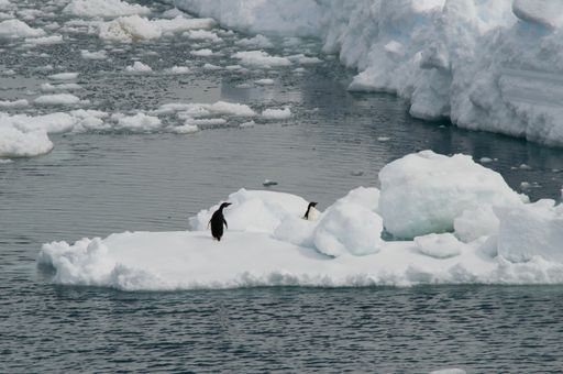 An aerial shot of penguins on an ice floe in the ocean