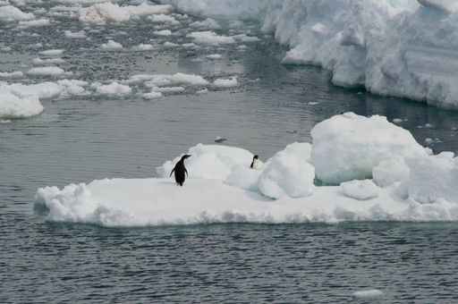 An aerial shot of penguins on an ice floe in the ocean
