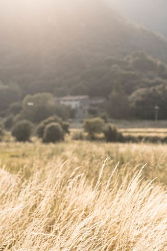 A vertical shot of dry field on mountain forest background