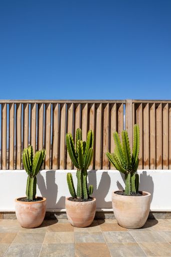 A vertical shot of the cacti in pots on the terrace.
