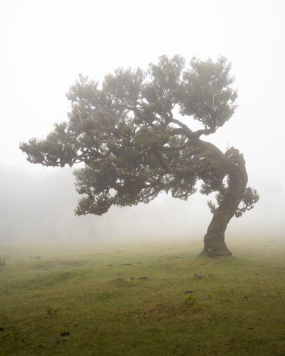 A vertical shot of a beautiful laurel tree in the green meadow on a foggy day. Fanal Forest, Madeira.