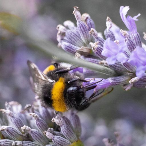 A vertical macro shot of Bombus lucorum, the white-tailed bumblebee on a lavender.