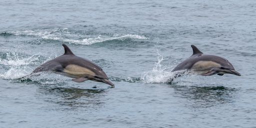 Two dolphins swimming in the sea