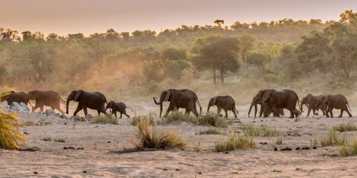 A beautiful view of elephants walking in a sandy area during sunrise
