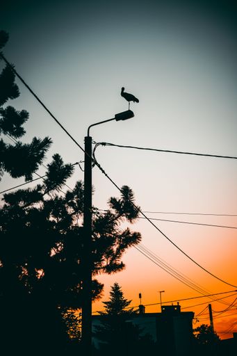 A vertical shot of the silhouettes of a stork perched on the pole and a tree against the sunset