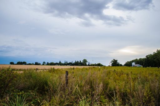 A rural landscape in a village with green trees and grazing cows under the cloudy sky