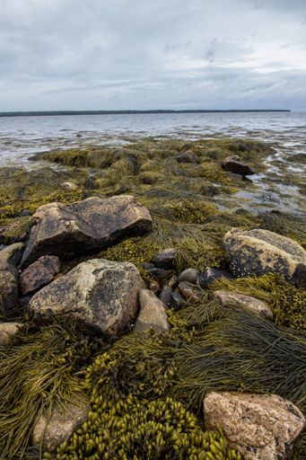 A vertical shot of seaweed and stones on a gloomy day at the beach