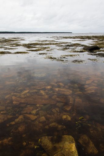 A vertical shot of stones underwater on a gloomy day