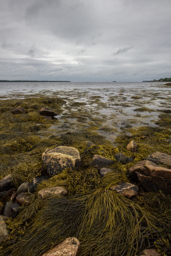 A vertical shot of stones and seaweed on a gloomy day at the beach