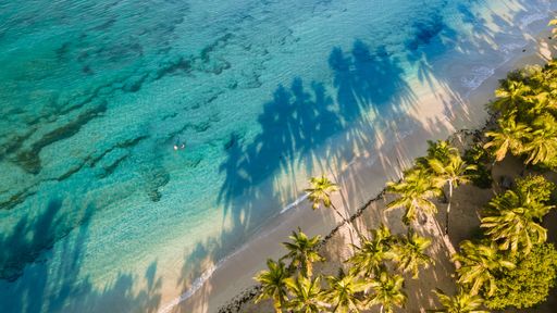View from above of Salines Beach in Martinique, taken at sunrise, with the coconuts shadow displaying over the pristine water