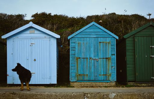 The German Shepherd dog standing in front of beach huts.