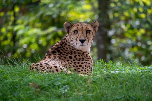 A soft focus of a curious cheetah lying on green grass at the Aktiengesellschaft Cologne Zoological Garden in Germany