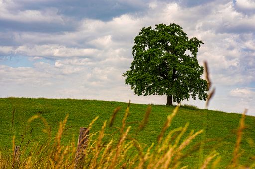 A single tree on the hill under a dramatic cloudy sky