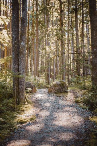 A vertical shot of trees in the forest on a sunny day