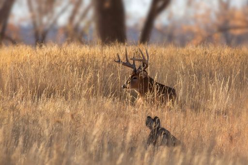 A white-tailed deer (Odocoileus virginianus) in a meadow