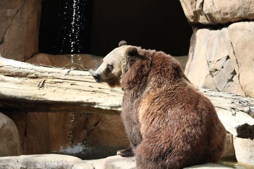 The brown bear in the zoo. Ursus arctos.