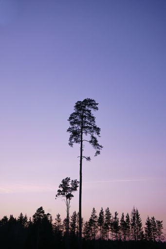 A vertical view of a tall tree silhouette standing out of a forest against the purple and pink sky