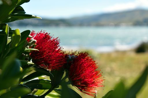 A closeup shot of two blooming red Pohutukawa flowers with a grass field and a lake in the background