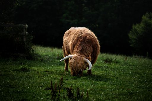 A view of a beautiful Highland cattle in a field