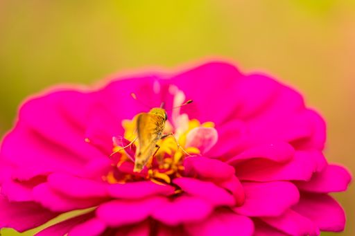 A selective focus shot of a fly in a pink flower