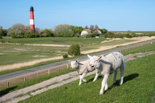 A panoramic View of Pellworm lighthouse with lambkins at the front against the sky, North Frisia, Germany