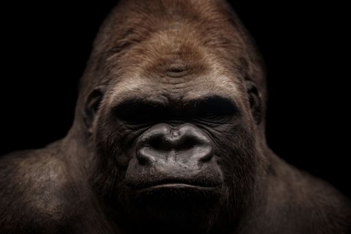 A close-up of a gorilla looking into the camera on a black background