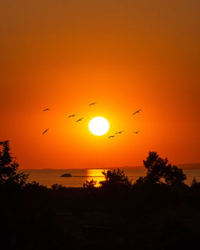 A vertical shot of a tree and birds silhouettes in the sunset