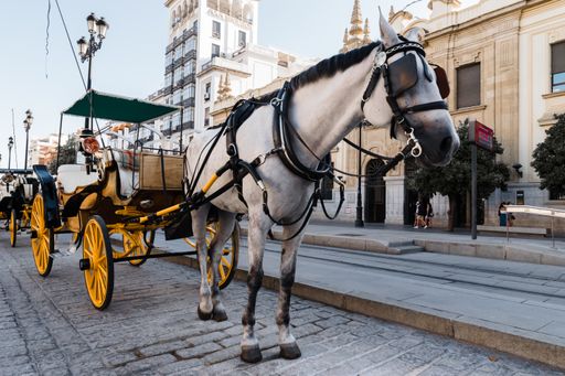 A closeup shot of a carriage with a white horse in an old town