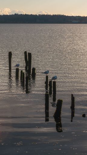 A vertical shot of seagulls standing on wooden pillars in a lake during a sunset