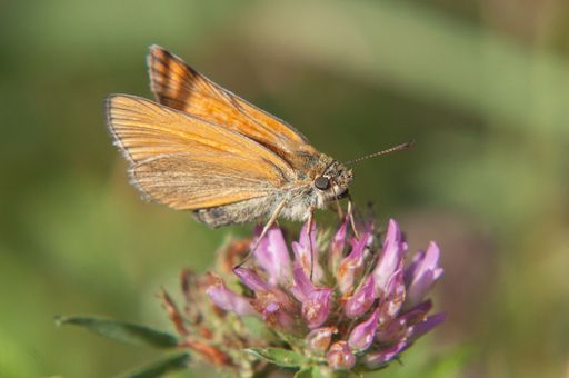 A macro shot of a small skipper butterfly on a pink Red Clover
flower with blur background