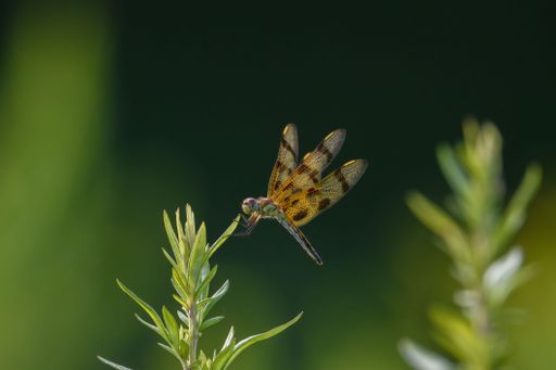 The Dragon fly coming to rest in a meadow.
