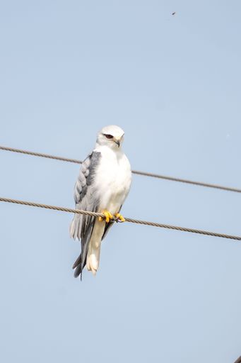A vertical shot of a black-winged kite perched on a rope in the blue sky background